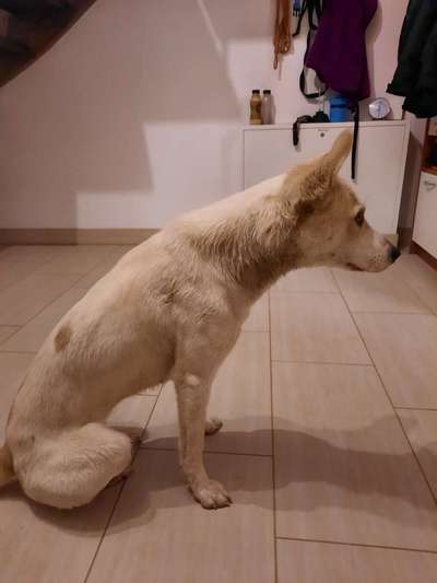 FOTOCHALLENGE 72 - Glücklicher Hund im Schmuddel-Look-Beitrag-Bild