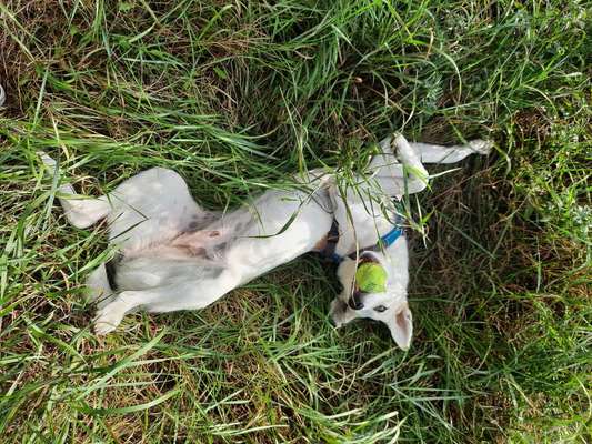 Die Dogorama Wochen Challenge-Beitrag-Bild