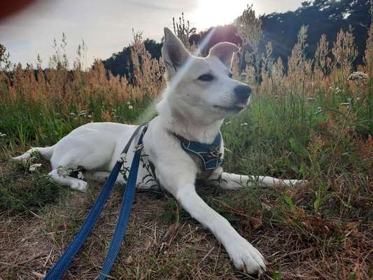 Tongue Out Tuesday-Beitrag-Bild