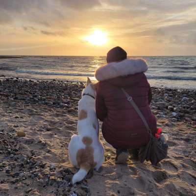 Hundetreffen-Hunde für Hundetraining gesucht-Profilbild