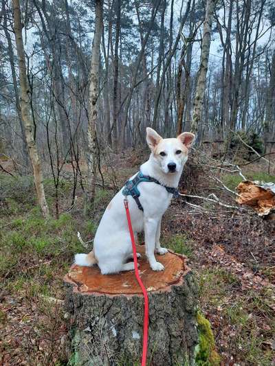 eure Spitznamen für die Vierbeiner-Beitrag-Bild