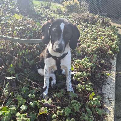 Hundetreffen-Spiel und Gassirunde-Bild