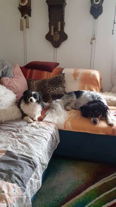 Auslandstierschutz-Beitrag-Bild