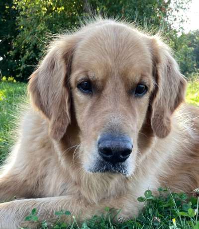 Wo sind die Golden Retriever Liebhaber?-Beitrag-Bild