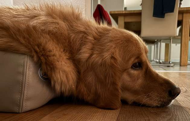 Wo sind die Golden Retriever Liebhaber?-Beitrag-Bild