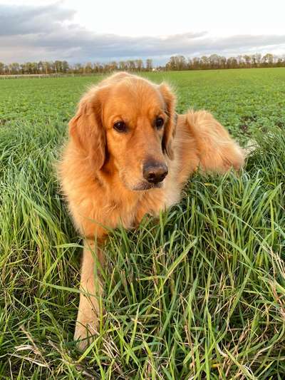 Wo sind die Golden Retriever Liebhaber?-Beitrag-Bild