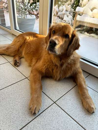 Wo sind die Golden Retriever Liebhaber?-Beitrag-Bild