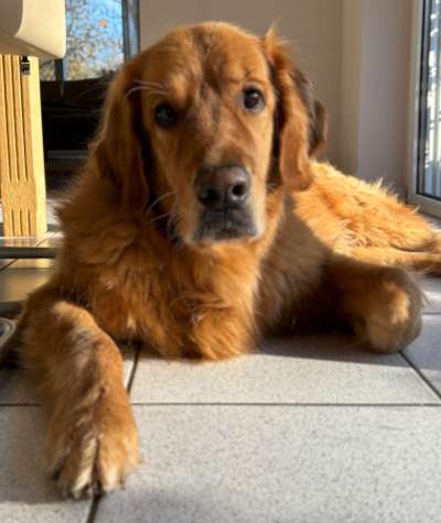 Wo sind die Golden Retriever Liebhaber?-Beitrag-Bild