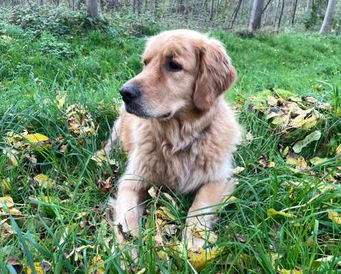 Wo sind die Golden Retriever Liebhaber?-Beitrag-Bild