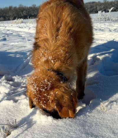 Wo sind die Golden Retriever Liebhaber?-Beitrag-Bild