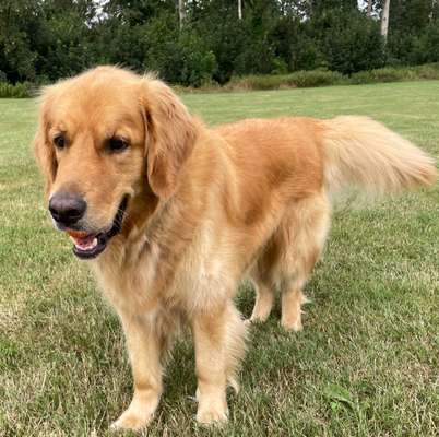 Wo sind die Golden Retriever Liebhaber?-Beitrag-Bild