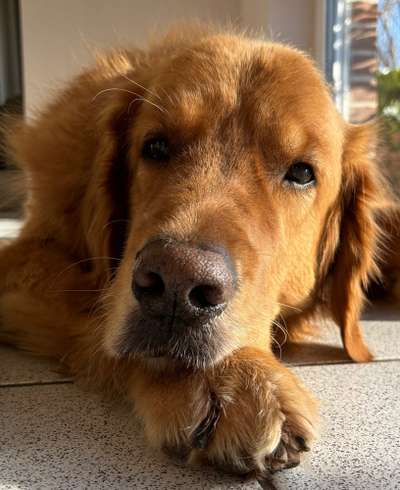 Wo sind die Golden Retriever Liebhaber?-Beitrag-Bild