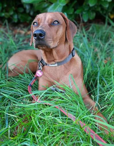 Rhodesian Ridgeback-Beitrag-Bild