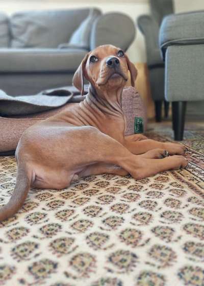 Welpen Bilder !-Beitrag-Bild