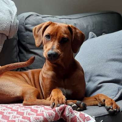 Rhodesian Ridgeback-Beitrag-Bild