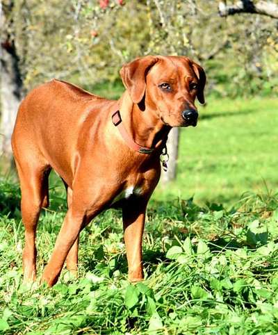 Die Dogorama Kalender Challenge Titelbild-Beitrag-Bild