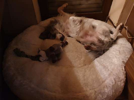 Schlafzeit!💖-Beitrag-Bild