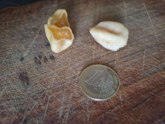 Fremdkörper im Erbrochenem-Beitrag-Bild