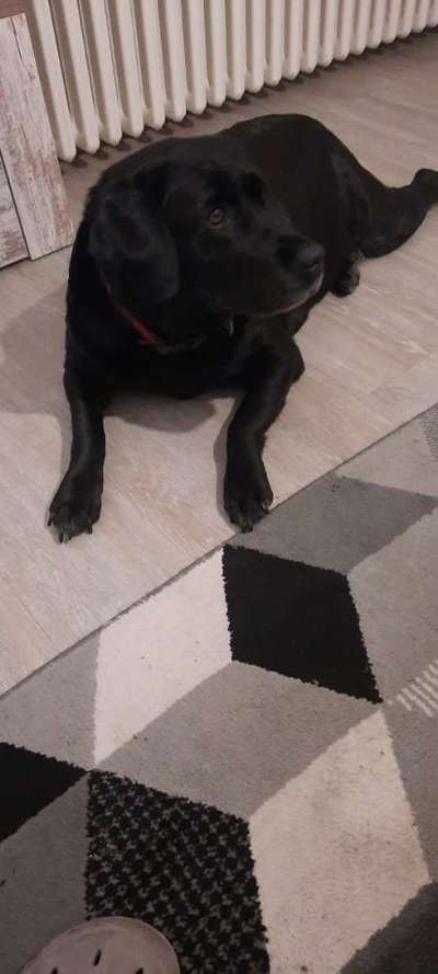 Es ist ja NUR ein Hund-Beitrag-Bild