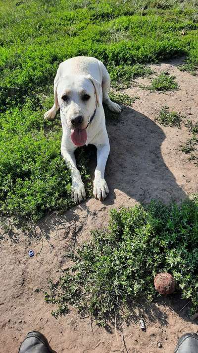 Es ist ja NUR ein Hund-Beitrag-Bild