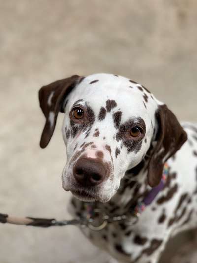 Hundetreffen-Gassi gehen in Raum Kürten-Bild