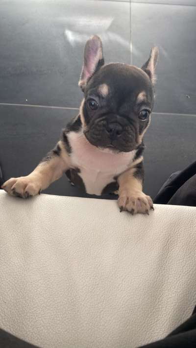 Französische Bulldoggen-Beitrag-Bild