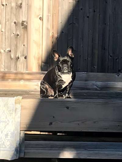 Französische Bulldoggen-Beitrag-Bild