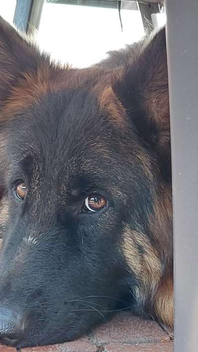 Alles rund um den Schäferhund, diskutieren erwünscht.-Beitrag-Bild