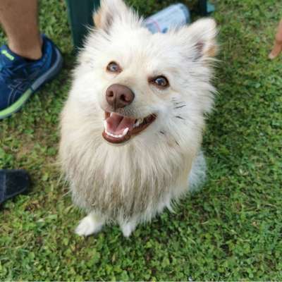 Hundetreffen-Hunde treffen.