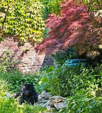 Die Dogorama Monats Challenge "Es grünt und blüht"-Beitrag-Bild