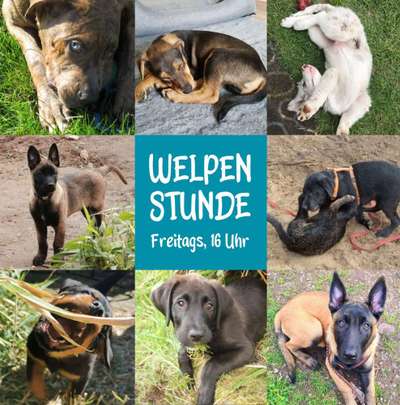 Hundetreffen-Welpenstunde bei den Clumsy Dogs-Bild