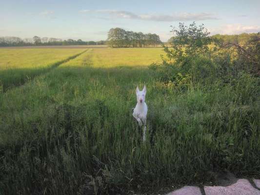 Hundetreffen-Windhund treffen Werder Havel-Bild