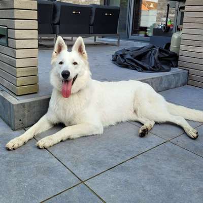 Hundetreffen-Spazieren & Spielen-Bild