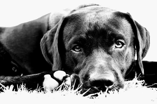 Dein Hund im Dogorama-Kalender 2021-Beitrag-Bild