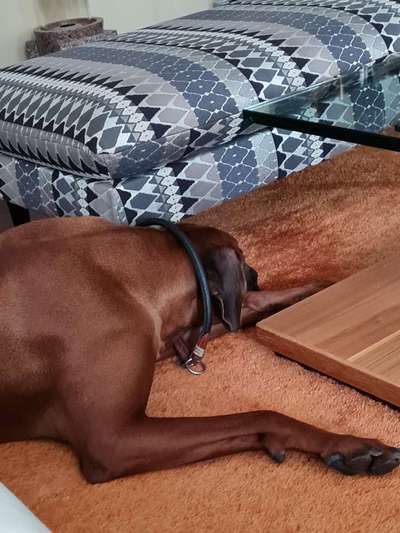 Rhodesian Ridgeback-Beitrag-Bild