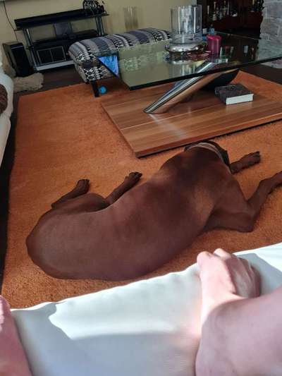 Rhodesian Ridgeback-Beitrag-Bild