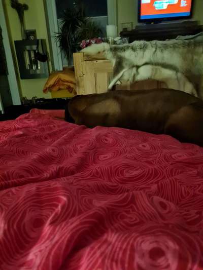 Rhodesian Ridgeback-Beitrag-Bild