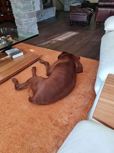 Rhodesian Ridgeback-Beitrag-Bild