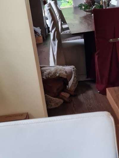 Rhodesian Ridgeback-Beitrag-Bild