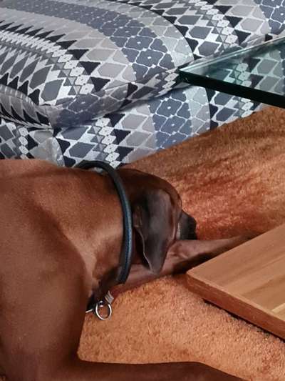Rhodesian Ridgeback-Beitrag-Bild