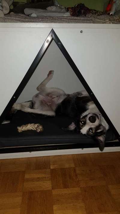 Husky Bordercollie Mischlinge-Beitrag-Bild