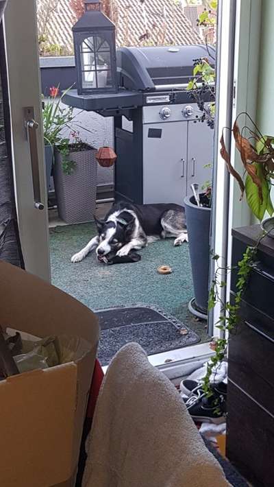 Welchen Hund hast du?-Beitrag-Bild