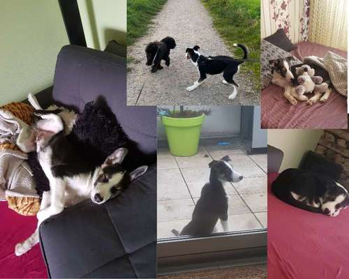 Was können eure Ohren so? ;)-Beitrag-Bild