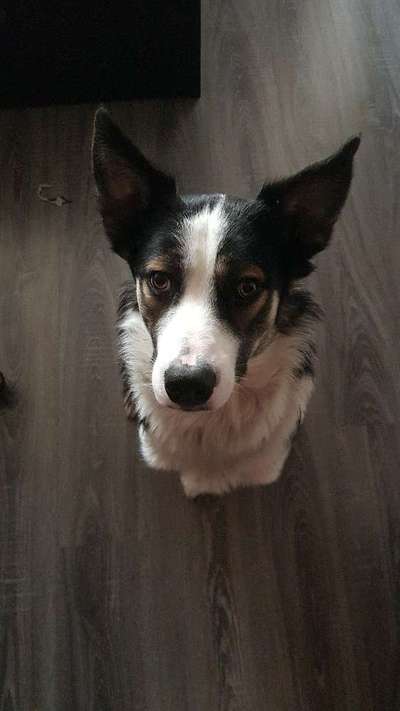 Mischlinge raten - Rätselspaß-Beitrag-Bild