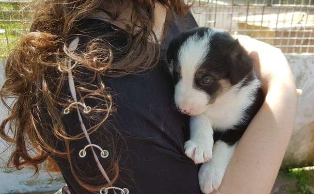 Welpen Bilder !-Beitrag-Bild