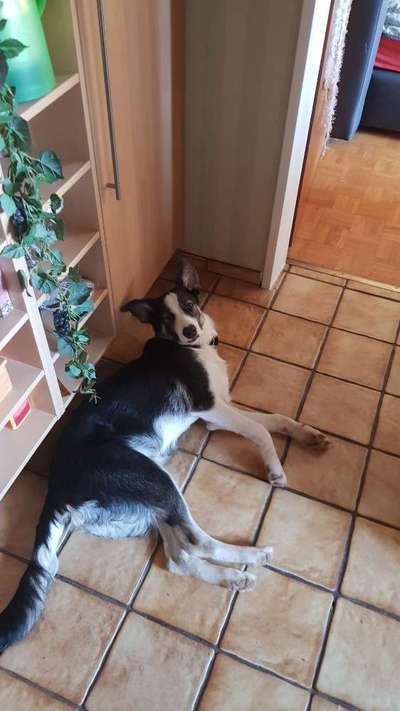 Mischlingshunde Foto Aufruf-Beitrag-Bild