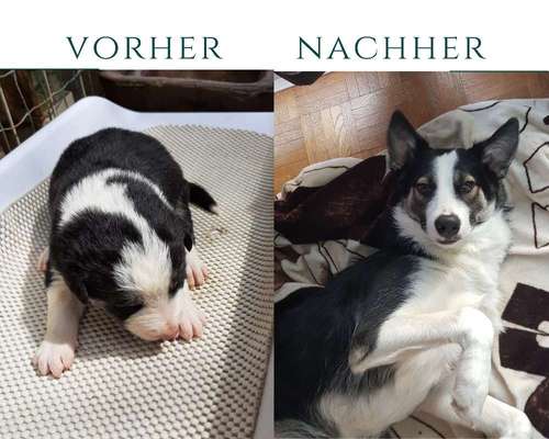 Welpenfotos-Beitrag-Bild