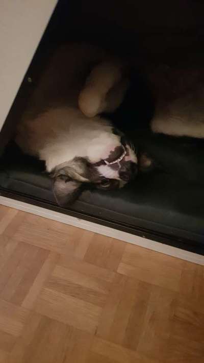 Hier ist der Spaßthread. Zum Schmunzeln und Kaputtlachen-Beitrag-Bild