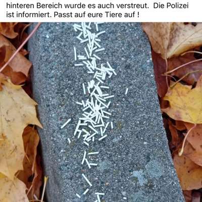 Giftköder-Rattengift 3 Linden Siedlung-Bild