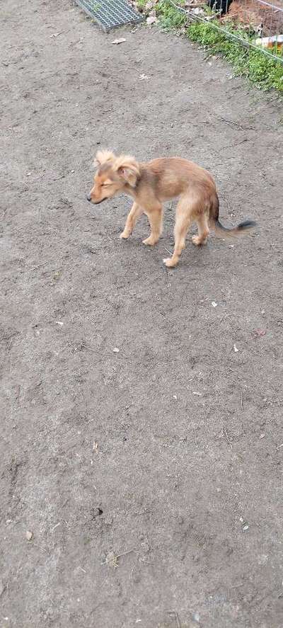 Mischlinge raten - Rätselspaß-Beitrag-Bild